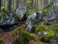 Bemooste Felsanhäufung im Wald